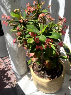 Potted Crown of Thorns