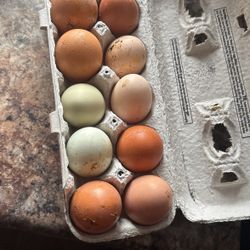 Eggs For Sale