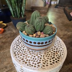 Cool Cactus In 6in Ceramic Pot With Stones 