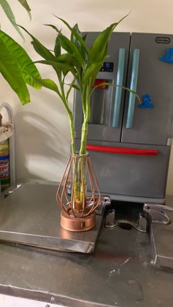 Planta de venta