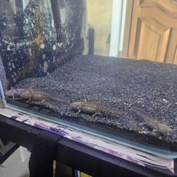Fish Tank Decoration 