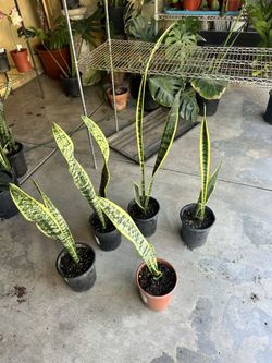 Snake Plants 
