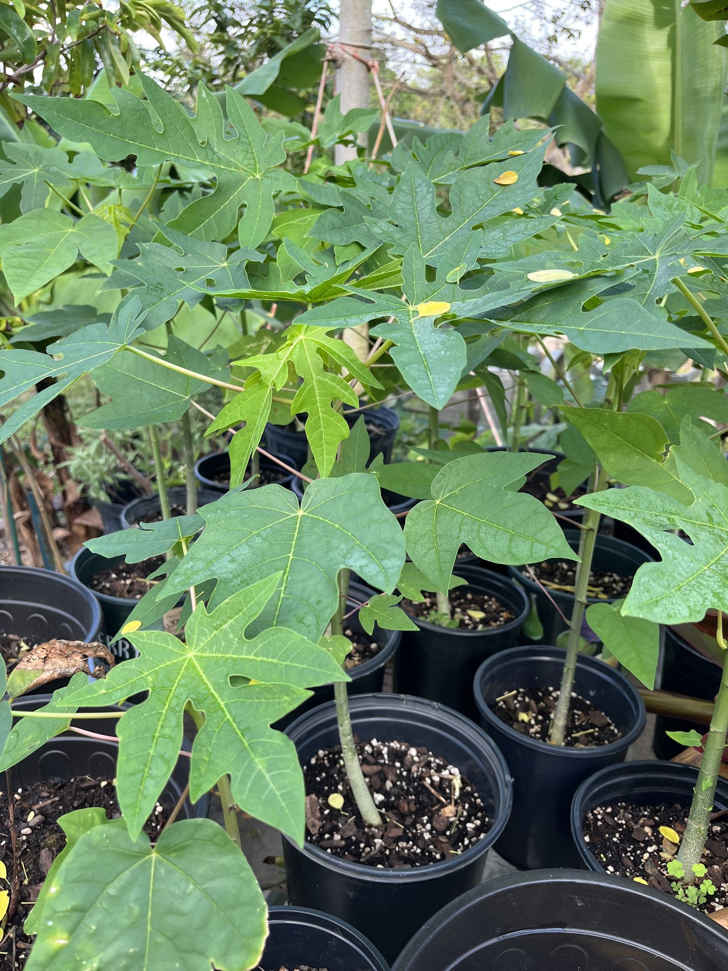 Papaya Trees