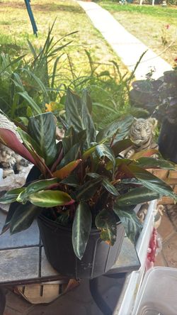House plant  loves shade