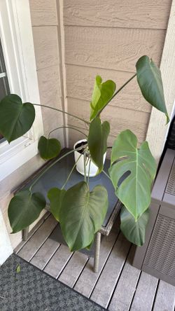 New leaf - Large Monstera Plant – 7” Pot – Healthy & Established