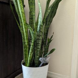 Snake Plant