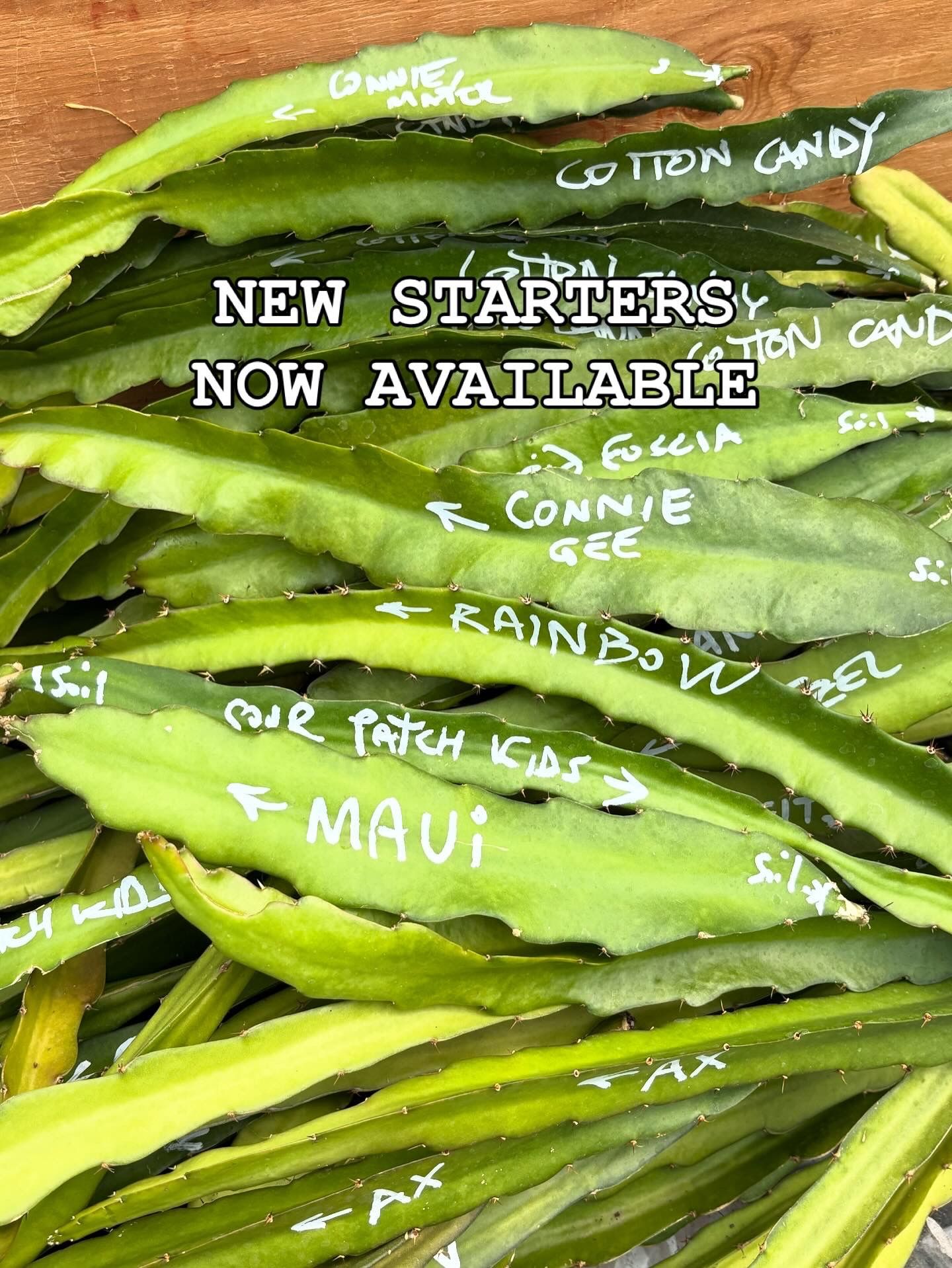 New Exotic & Rare Dragon Fruit Varieties available in starters.