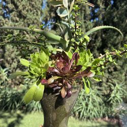 Gorgeous Succulent Arrangement 