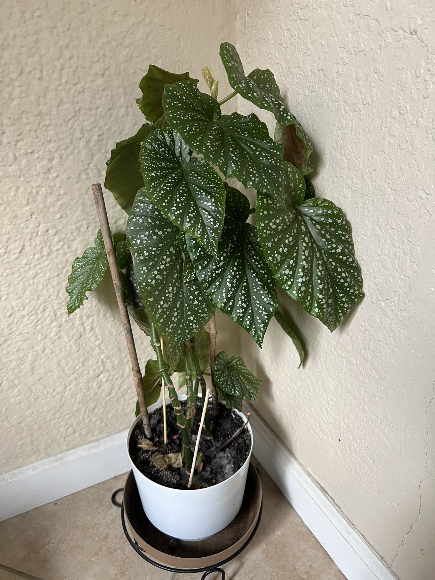 Angel Wings Begonia Plant In 1 Gallon Pot 14-20 “ Tall 