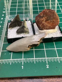 Petrified collection