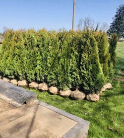 Privacy Tree Sale FREE DELIVERY! Emerald Green & Green Giants 