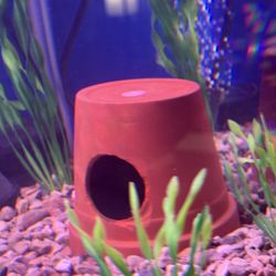 Aquarium Fish Caves 
