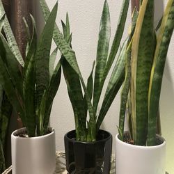 Snake/ Sansevieria Natural Plant