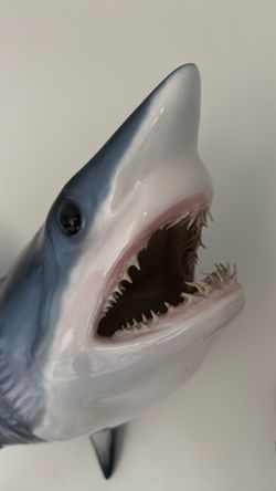 Mako shark taxidermy