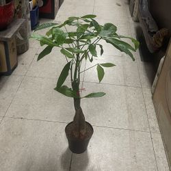 small money tree 