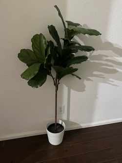 Ikea tree $40