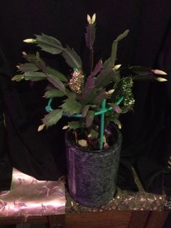 Thanksgiving And Christmas Cactus