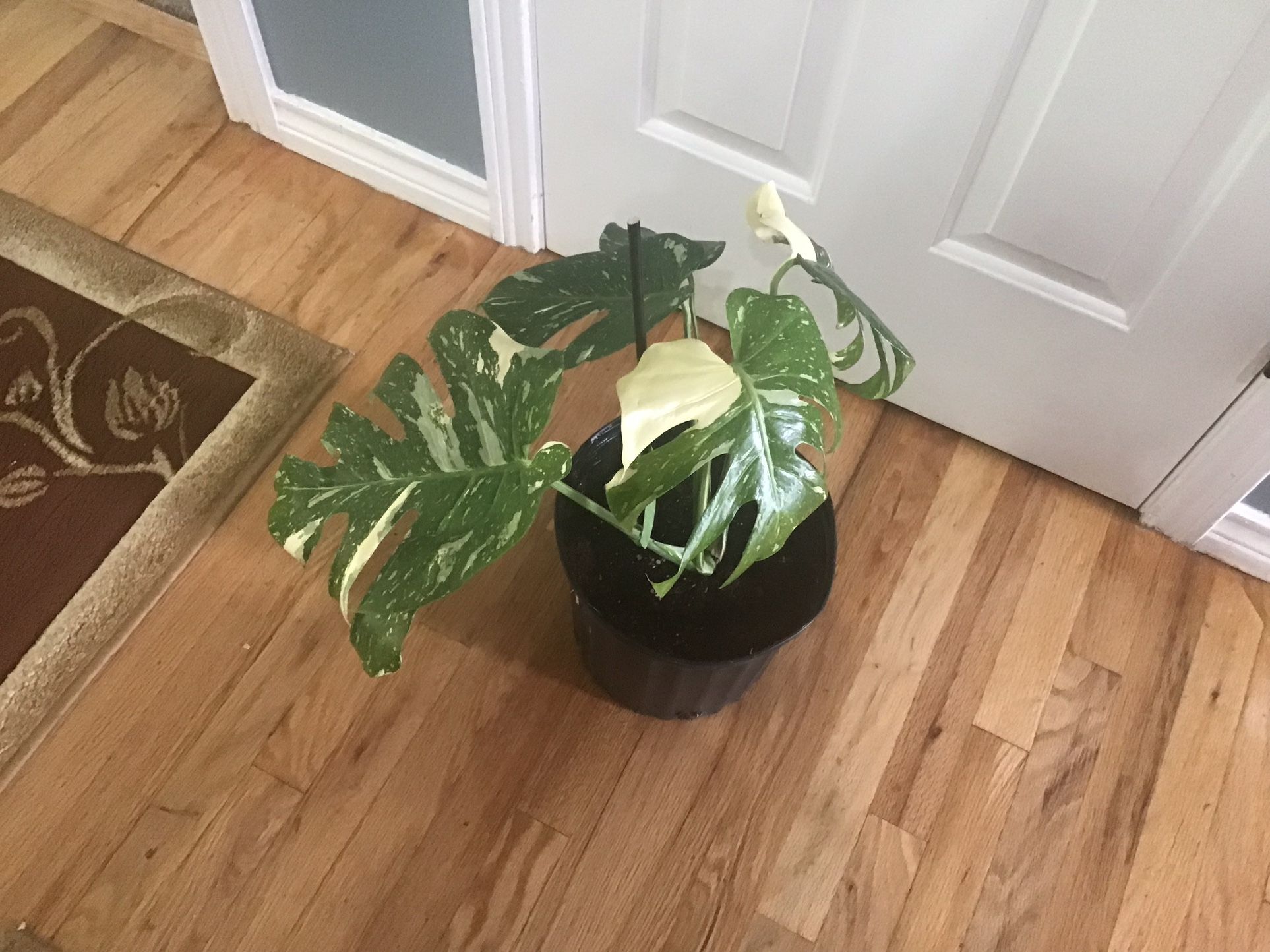 Plant