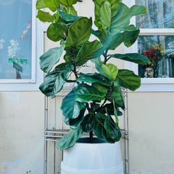 Beautiful Fiddle Leaf 🍃 