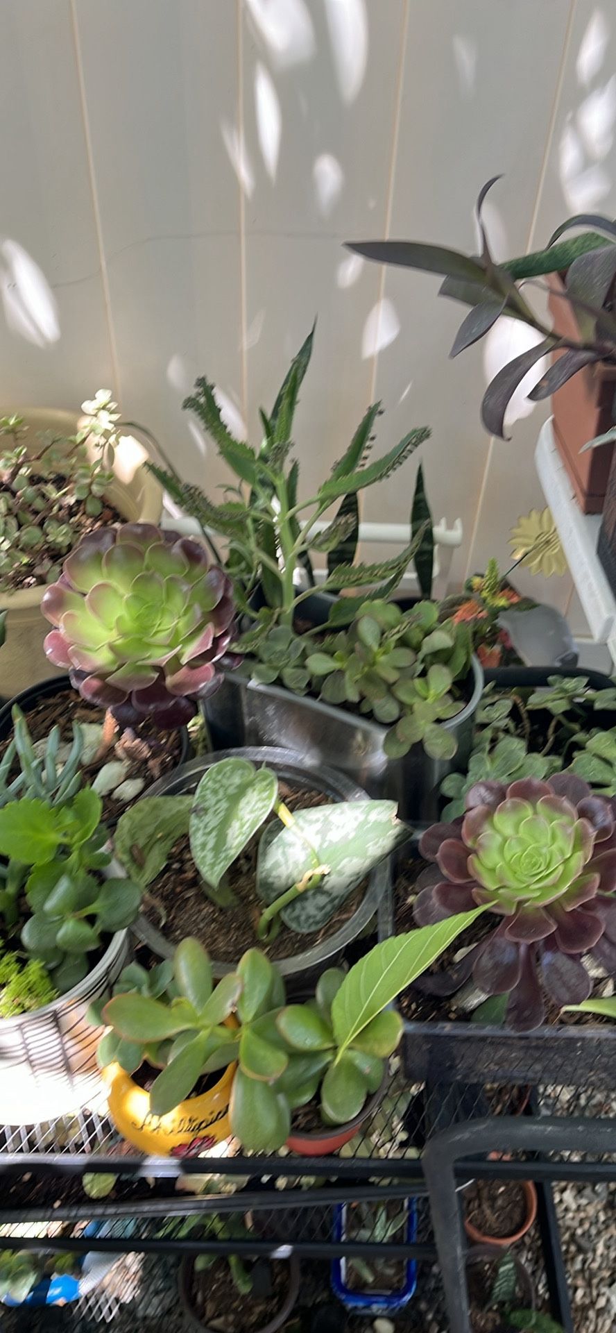 Plantas En Venta 5-$$