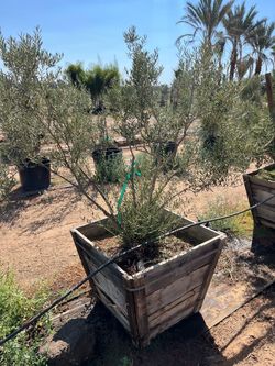 Add an Olive Tree to Your Landscape – 36”