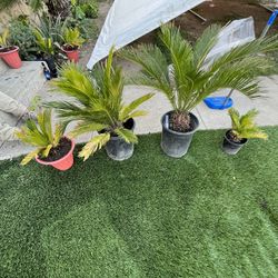 Palm Trees