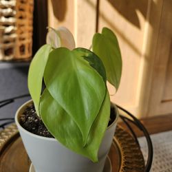 Lemon Lime Philodendron (cream pot-B)