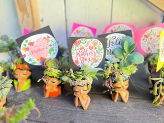 Arreglos de suculentas para el día de las madres💐💐💝💝
