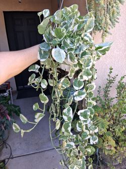 N'Joy Pothos Plant $30