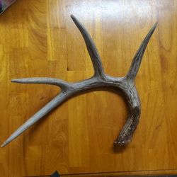 Whitetail Deer Antler