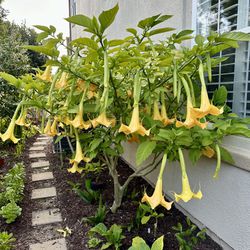 Healthy Yellow & White Angel Trumpet Plants