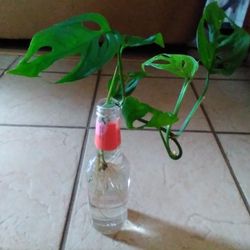 Beautiful Plants Growing In The Water And Healthy Roots Indoor Too