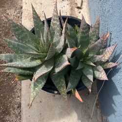 2 Large Aloe Vera Plants 