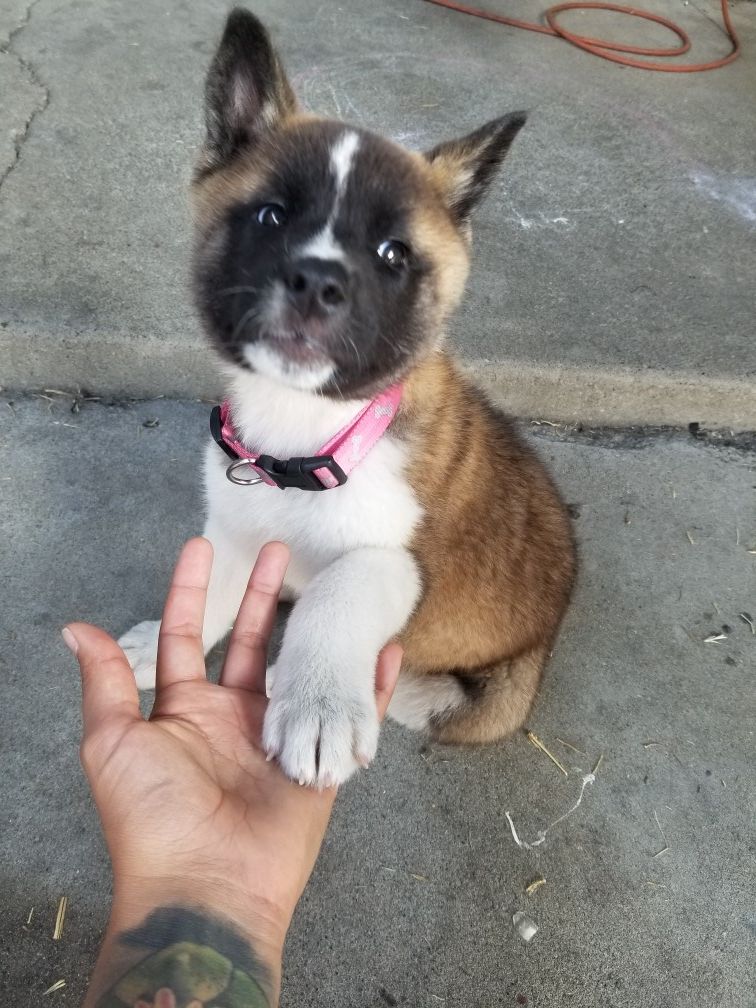 American Akita Puppy