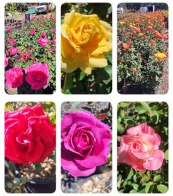 Variedad De Plantas