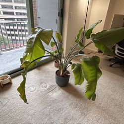 Easy plant - Bird Of Paradise