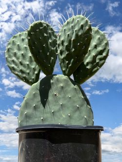 Prickly Pear Opuntia Cactus $10 Each
