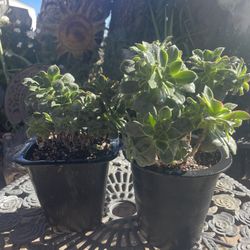 Succulents 
