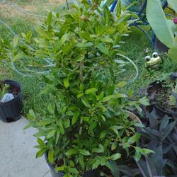 Plants For Sale Humfreds