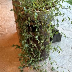 Healthy hanging plant