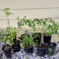 Live Moringa Tree $8 Each Tree 