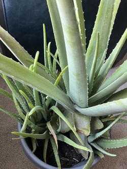 XL Live Aloe Vera Plant 