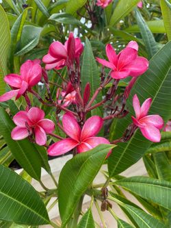 Hot Pink Plumeria Plants