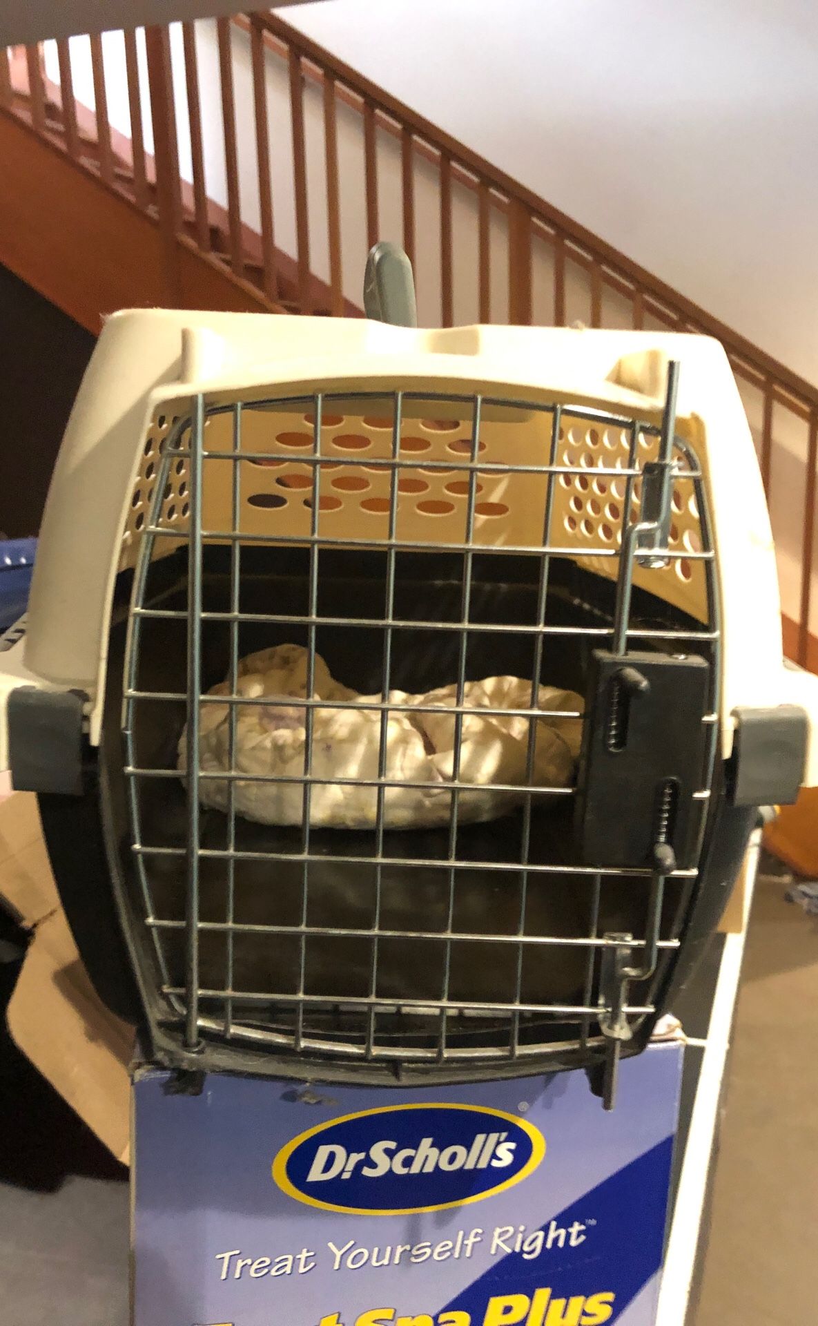 Cat or small dog travel