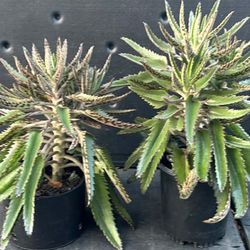 Kalanchoe Plants Each One $10 Planta Bruja