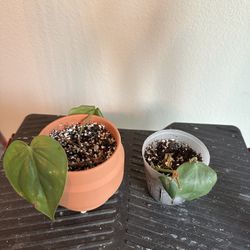 2 Philodendron Brasil