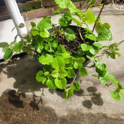 Planta Del Dinero