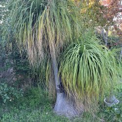 Cactus Terra Cotta Pony Tail Palm