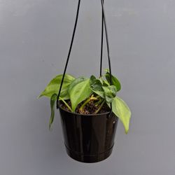 Brazilian Pothos Hanging Plant
