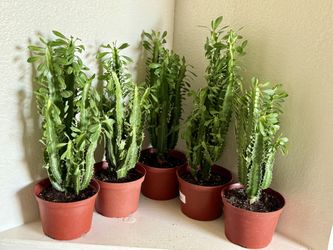 🌿🩷Euphorbia Green Lucky PLANT🙏PLS READ DESCRIPTION🌿$20 EACH🩷